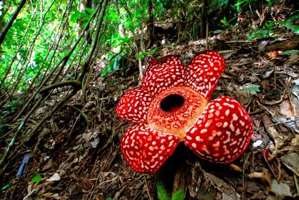 giant-fafflesia-keralites07-766286